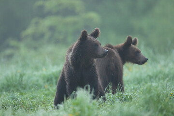 Niedźwiedź brunatny, (Ursus arctos), brown bear © Bartosz Rakoczy