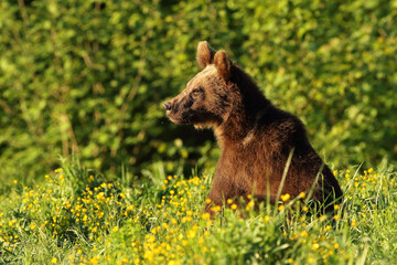 Niedźwiedź brunatny, (Ursus arctos), brown bear