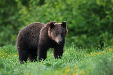 Niedźwiedź brunatny, (Ursus arctos), brown bear