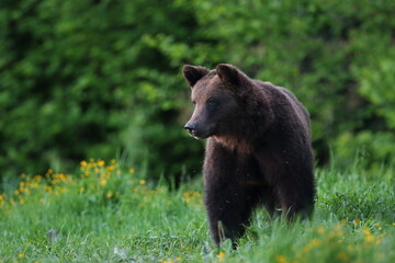Niedźwiedź brunatny, (Ursus arctos), brown bear © Bartosz Rakoczy