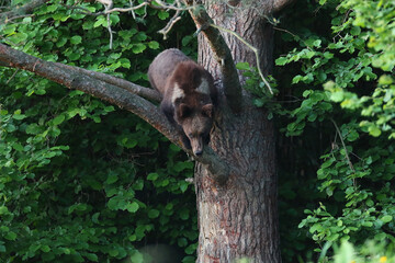 Niedźwiedź brunatny, (Ursus arctos), brown bear © Bartosz Rakoczy