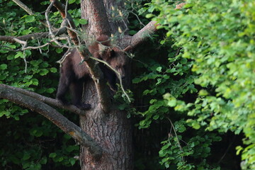 Niedźwiedź brunatny, (Ursus arctos), brown bear © Bartosz Rakoczy