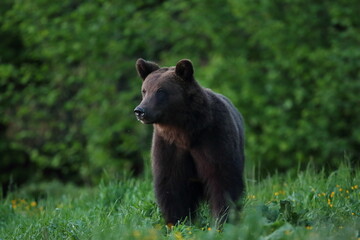Niedźwiedź brunatny, (Ursus arctos), brown bear © Bartosz Rakoczy