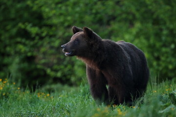 Niedźwiedź brunatny, (Ursus arctos), brown bear © Bartosz Rakoczy