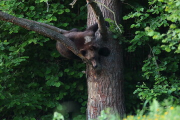 Niedźwiedź brunatny, (Ursus arctos), brown bear © Bartosz Rakoczy