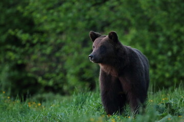 Niedźwiedź brunatny, (Ursus arctos), brown bear © Bartosz Rakoczy