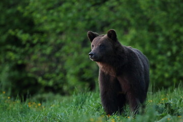 Niedźwiedź brunatny, (Ursus arctos), brown bear © Bartosz Rakoczy