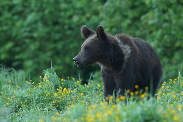 Niedźwiedź brunatny, (Ursus arctos), brown bear © Bartosz Rakoczy