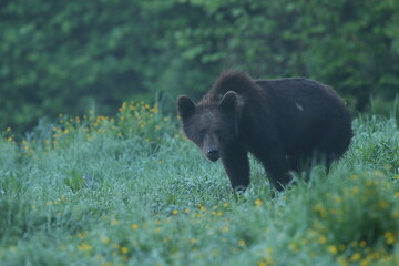 Niedźwiedź brunatny, (Ursus arctos), brown bear © Bartosz Rakoczy