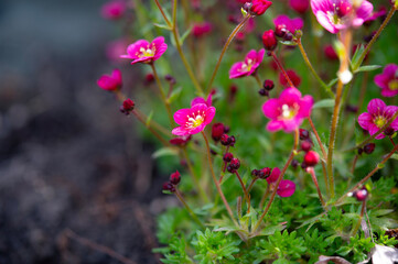 Floral beautiful background with flowering plants, macro, selective focus. Perennial flower saxifrage with crimson petals on an alpine garden.	