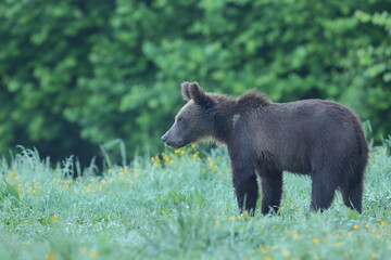 Niedźwiedź brunatny, (Ursus arctos), brown bear © Bartosz Rakoczy