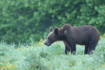 Niedźwiedź brunatny, (Ursus arctos), brown bear © Bartosz Rakoczy