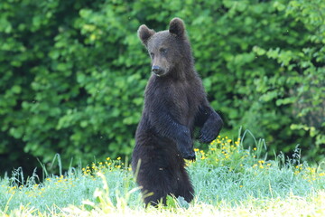 Niedźwiedź brunatny, (Ursus arctos), brown bear © Bartosz Rakoczy