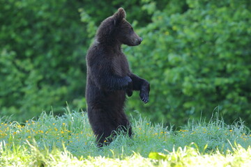 Niedźwiedź brunatny, (Ursus arctos), brown bear © Bartosz Rakoczy