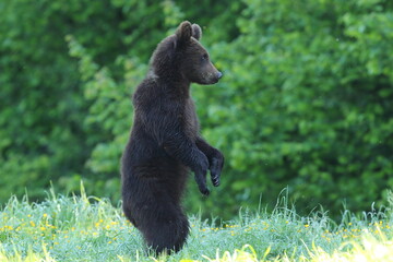 Niedźwiedź brunatny, (Ursus arctos), brown bear