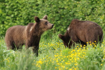 Niedźwiedź brunatny, (Ursus arctos), brown bear © Bartosz Rakoczy