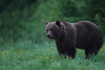 Niedźwiedź brunatny, (Ursus arctos), brown bear