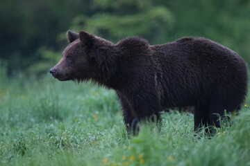 Niedźwiedź brunatny, (Ursus arctos), brown bear © Bartosz Rakoczy