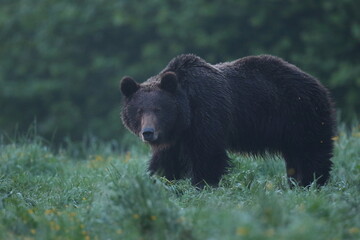 Niedźwiedź brunatny, (Ursus arctos), brown bear © Bartosz Rakoczy