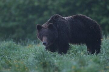 Niedźwiedź brunatny, (Ursus arctos), brown bear © Bartosz Rakoczy