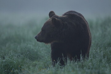 Niedźwiedź brunatny, (Ursus arctos), brown bear © Bartosz Rakoczy