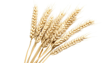 wheat ears isolated on white background