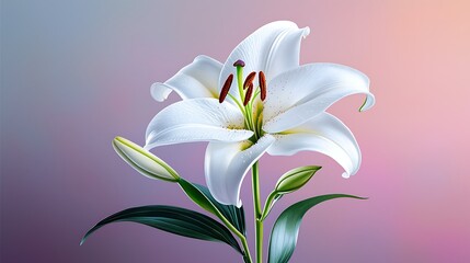 White Lily Flower with Dewdrops on Soft Purple Background