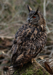 European Eagle Owl.  Captive Bird of prey, sitting on tree trunk and fence post.