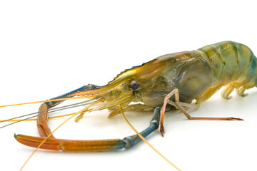 Fresh river prawns isolated on white background. Big freshwater prawns. River prawns for cooking.