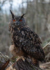 European Eagle Owl.  Captive Bird of prey, sitting on tree trunk and fence post.