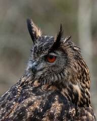 European Eagle Owl.  Captive Bird of prey, sitting on tree trunk and fence post.