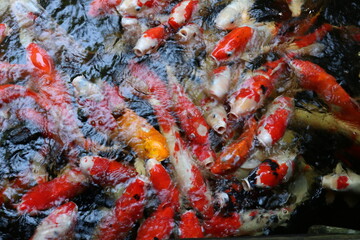 The koi in the large pond have beautiful colors.