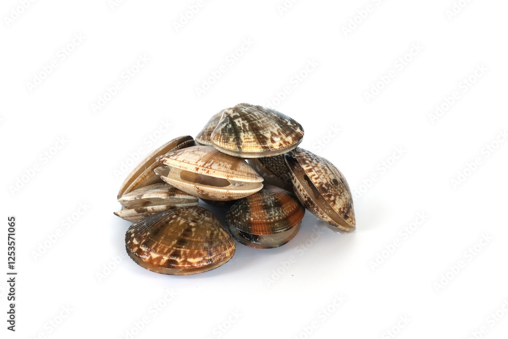 Poster Clams on white background. Seafood.