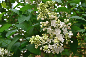 White Lilac Blossoms on the bush