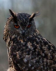 European Eagle Owl.  Captive Bird of prey, sitting on tree trunk and fence post.