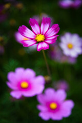 Fototapeta premium Gesang flower sea. Spring natural scenery.
