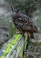 European Eagle Owl.  Captive Bird of prey, sitting on tree trunk and fence post.