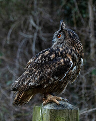 European Eagle Owl.  Captive Bird of prey, sitting on tree trunk and fence post.