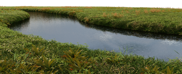 3d render of a stream with small plants on a transparent background.