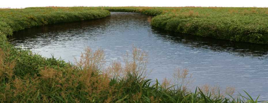 3d render of a stream with small plants on a transparent background.
