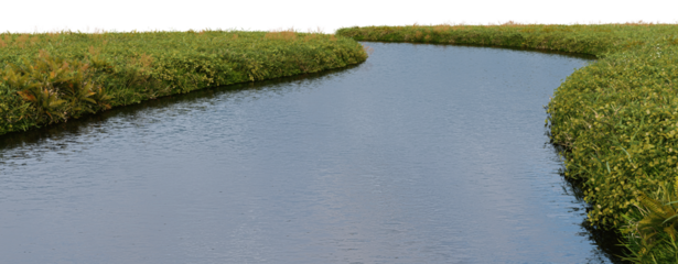 3d render of a stream with small plants on a transparent background.