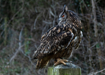 European Eagle Owl.  Captive Bird of prey, sitting on tree trunk and fence post.