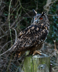 European Eagle Owl.  Captive Bird of prey, sitting on tree trunk and fence post.
