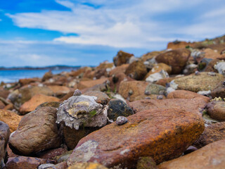 Oysters growing wild on the rocky coastline of Brittany in France. Taken near Ploubazlanec in summer.