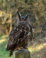 European Eagle Owl.  Captive Bird of prey, sitting on tree trunk and fence post.
