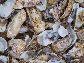 Discarded oyster shells on the beach at Cancale on the Brittany coast in Northern France. The shells are discarded by people buying them from nearby seaside traders selling the fresh oysters.