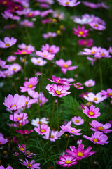 Obraz premium Gesang flower sea. Spring natural scenery.