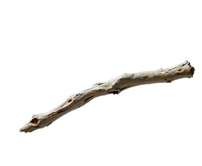 Fototapeta premium Weathered driftwood branch with natural curve on white background , beachy, texture