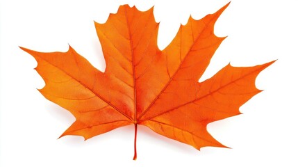 Fototapeta premium Isolated orange maple tree leaf on white