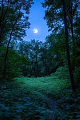 Serene Moonlit Pathway Through Lush Green Forest Wilderness